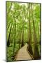 Trail in the Forest-Tashka-Mounted Photographic Print