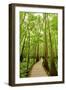 Trail in the Forest-Tashka-Framed Photographic Print