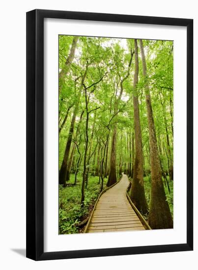 Trail in the Forest-Tashka-Framed Photographic Print