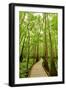 Trail in the Forest-Tashka-Framed Photographic Print