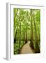 Trail in the Forest-Tashka-Framed Photographic Print