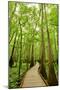 Trail in the Forest-Tashka-Mounted Photographic Print