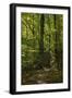 Trail in the White Mountains National Forest, New Hampshire-null-Framed Photographic Print