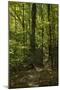 Trail in the White Mountains National Forest, New Hampshire-null-Mounted Photographic Print