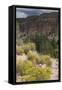 Trail Into of Frijoles Canyon, Bandelier National Monument, New Mexico-null-Framed Stretched Canvas