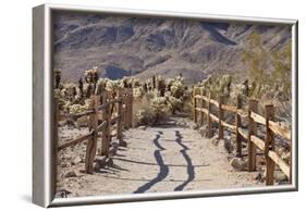 Trail into the Cholla Cactus Garden, Joshua Tree NP, California, USA-Jaynes Gallery-Framed Photographic Print