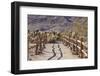 Trail into the Cholla Cactus Garden, Joshua Tree NP, California, USA-Jaynes Gallery-Framed Photographic Print