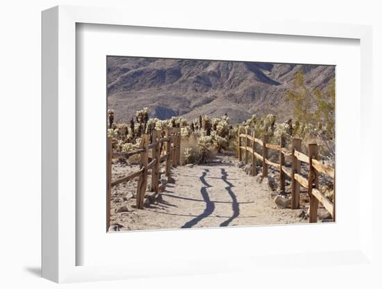Trail into the Cholla Cactus Garden, Joshua Tree NP, California, USA-Jaynes Gallery-Framed Photographic Print
