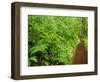 Trail Near Horsetrail Falls, Columbia River Gorge, Oregon, USA-Stuart Westmorland-Framed Photographic Print