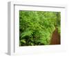 Trail Near Horsetrail Falls, Columbia River Gorge, Oregon, USA-Stuart Westmorland-Framed Photographic Print