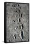 Trail of Laetoli Footprints.-John Reader-Framed Stretched Canvas