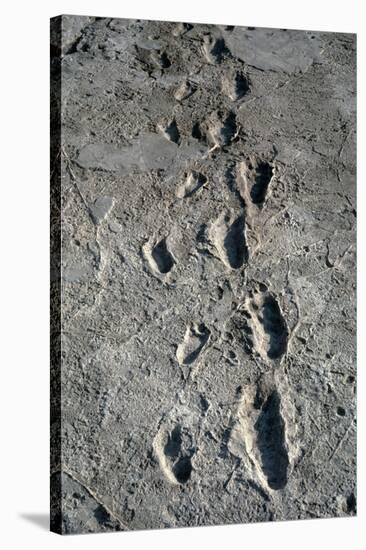Trail of Laetoli Footprints.-John Reader-Stretched Canvas