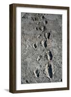 Trail of Laetoli Footprints.-John Reader-Framed Photographic Print