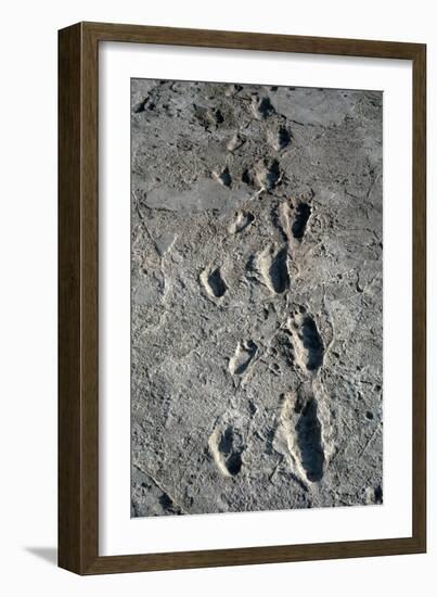 Trail of Laetoli Footprints.-John Reader-Framed Photographic Print