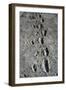 Trail of Laetoli Footprints.-John Reader-Framed Photographic Print