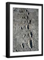 Trail of Laetoli Footprints.-John Reader-Framed Photographic Print