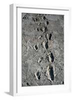 Trail of Laetoli Footprints.-John Reader-Framed Photographic Print