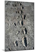 Trail of Laetoli Footprints.-John Reader-Mounted Photographic Print