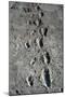 Trail of Laetoli Footprints.-John Reader-Mounted Photographic Print