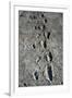 Trail of Laetoli Footprints.-John Reader-Framed Photographic Print