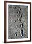 Trail of Laetoli Footprints.-John Reader-Framed Photographic Print