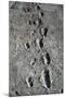 Trail of Laetoli Footprints.-John Reader-Mounted Photographic Print