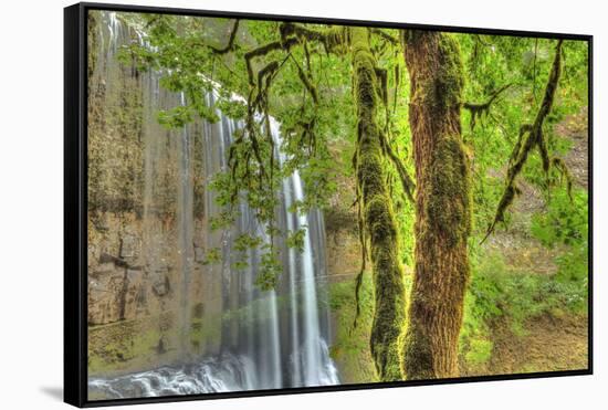 Trail of Ten Falls, Silver Falls State Park, near Silverton, Oregon-Stuart Westmorland-Framed Stretched Canvas