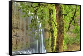 Trail of Ten Falls, Silver Falls State Park, near Silverton, Oregon-Stuart Westmorland-Framed Stretched Canvas
