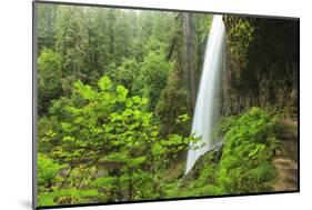 Trail of Ten Falls, Silver Falls State Park, near Silverton, Oregon-Stuart Westmorland-Mounted Photographic Print