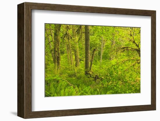 Trail of Ten Falls, Silver Falls State Park, near Silverton, Oregon-Stuart Westmorland-Framed Photographic Print