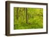 Trail of Ten Falls, Silver Falls State Park, near Silverton, Oregon-Stuart Westmorland-Framed Photographic Print