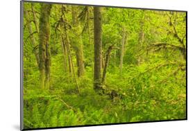 Trail of Ten Falls, Silver Falls State Park, near Silverton, Oregon-Stuart Westmorland-Mounted Photographic Print