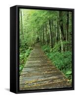 Trail of the Shadows, Mt. Rainier National Park, Washington, USA-Jamie & Judy Wild-Framed Stretched Canvas