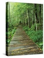 Trail of the Shadows, Mt. Rainier National Park, Washington, USA-Jamie & Judy Wild-Stretched Canvas