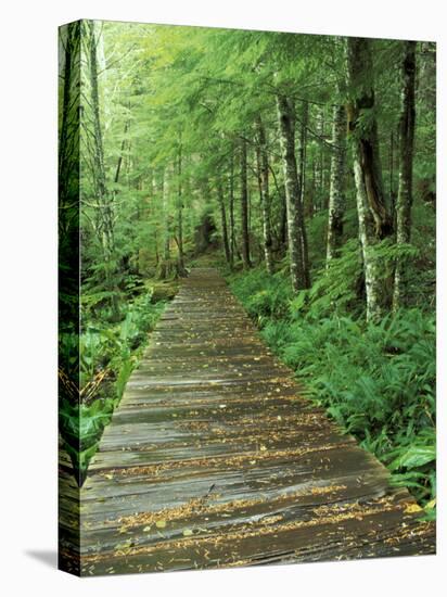 Trail of the Shadows, Mt. Rainier National Park, Washington, USA-Jamie & Judy Wild-Stretched Canvas