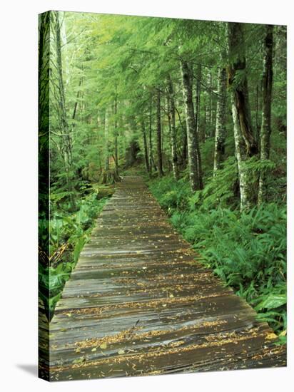 Trail of the Shadows, Mt. Rainier National Park, Washington, USA-Jamie & Judy Wild-Stretched Canvas