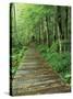 Trail of the Shadows, Mt. Rainier National Park, Washington, USA-Jamie & Judy Wild-Stretched Canvas