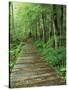 Trail of the Shadows, Mt. Rainier National Park, Washington, USA-Jamie & Judy Wild-Stretched Canvas