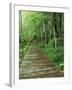 Trail of the Shadows, Mt. Rainier National Park, Washington, USA-Jamie & Judy Wild-Framed Premium Photographic Print