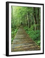 Trail of the Shadows, Mt. Rainier National Park, Washington, USA-Jamie & Judy Wild-Framed Premium Photographic Print