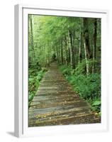 Trail of the Shadows, Mt. Rainier National Park, Washington, USA-Jamie & Judy Wild-Framed Premium Photographic Print