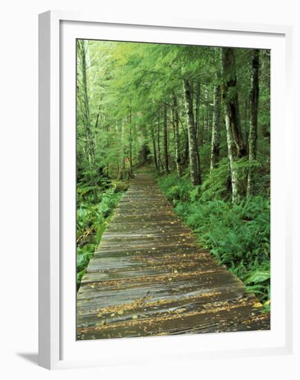 Trail of the Shadows, Mt. Rainier National Park, Washington, USA-Jamie & Judy Wild-Framed Premium Photographic Print