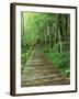 Trail of the Shadows, Mt. Rainier National Park, Washington, USA-Jamie & Judy Wild-Framed Premium Photographic Print