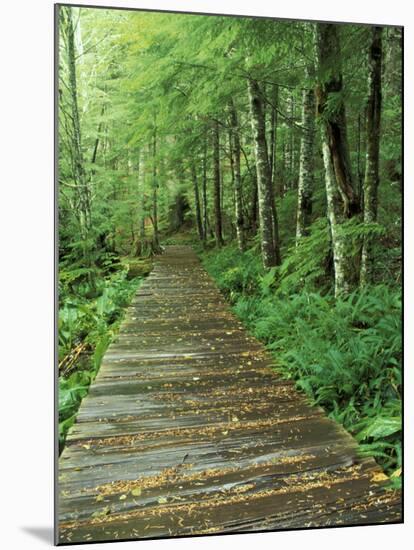 Trail of the Shadows, Mt. Rainier National Park, Washington, USA-Jamie & Judy Wild-Mounted Premium Photographic Print