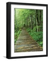 Trail of the Shadows, Mt. Rainier National Park, Washington, USA-Jamie & Judy Wild-Framed Photographic Print