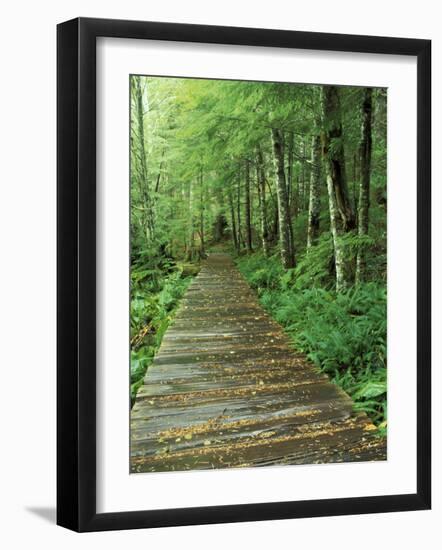 Trail of the Shadows, Mt. Rainier National Park, Washington, USA-Jamie & Judy Wild-Framed Photographic Print