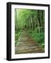 Trail of the Shadows, Mt. Rainier National Park, Washington, USA-Jamie & Judy Wild-Framed Photographic Print