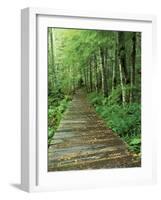 Trail of the Shadows, Mt. Rainier National Park, Washington, USA-Jamie & Judy Wild-Framed Photographic Print