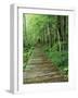 Trail of the Shadows, Mt. Rainier National Park, Washington, USA-Jamie & Judy Wild-Framed Photographic Print