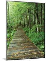 Trail of the Shadows, Mt. Rainier National Park, Washington, USA-Jamie & Judy Wild-Mounted Photographic Print